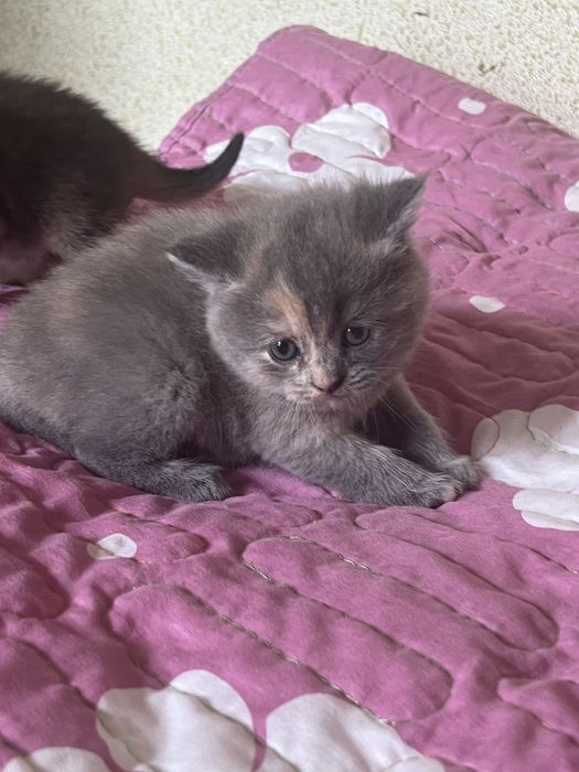 Котёнок Mushukcha