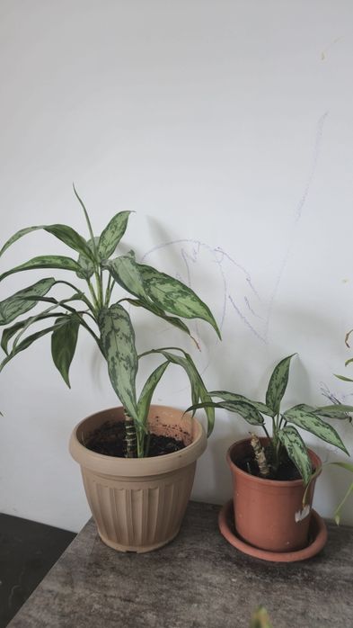 Комнатные растения