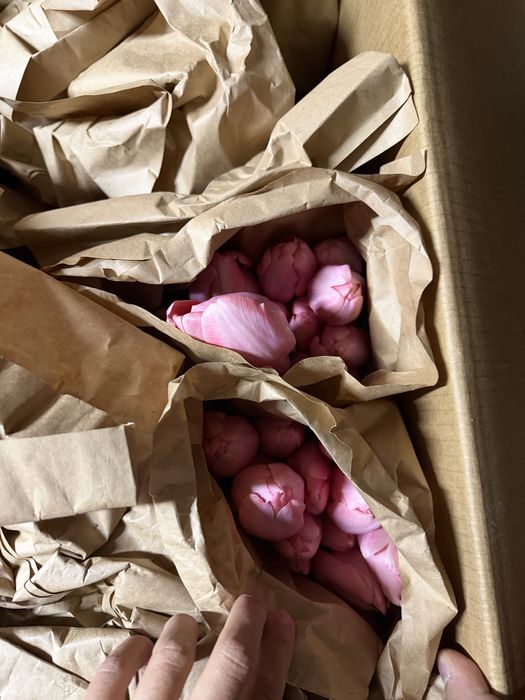 Тюльпаны на корпоратив