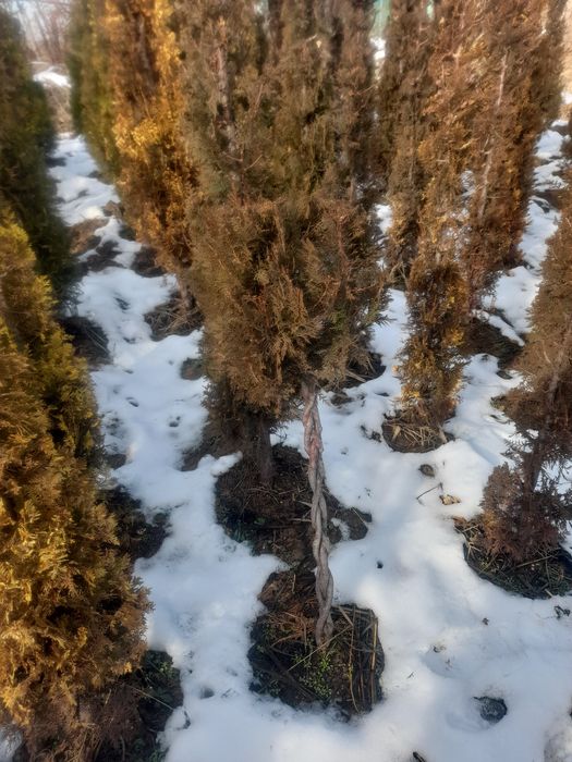 Саженцы оптом и в розницу