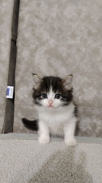 Отдам котёнка добрые руки