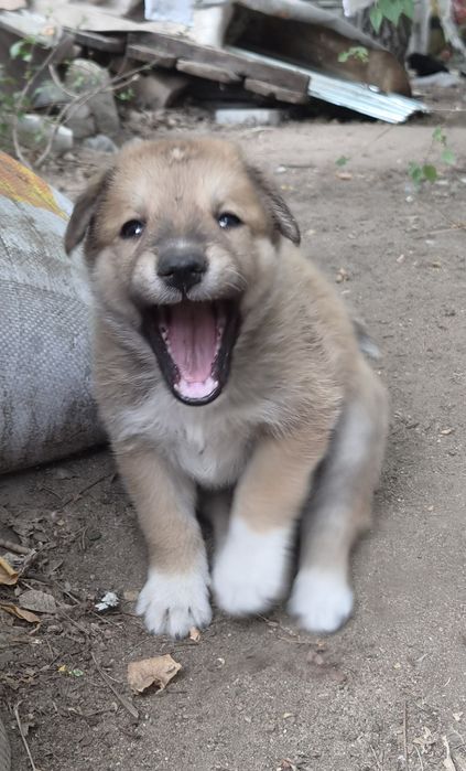 Отдам щенят в добрые руки