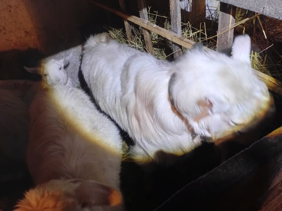 Теке, Козёл Зааненской породы