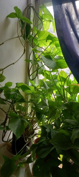 Гуллар    сотилади