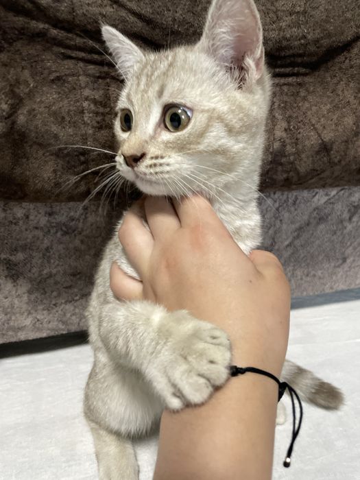 Skotish strayt toza qon