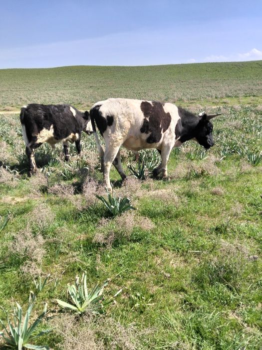 Бұқа лар бар сатылатын