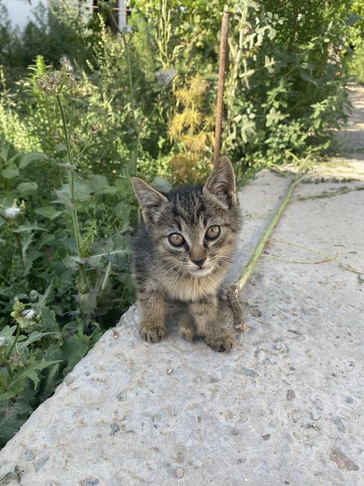 Продается кошечка