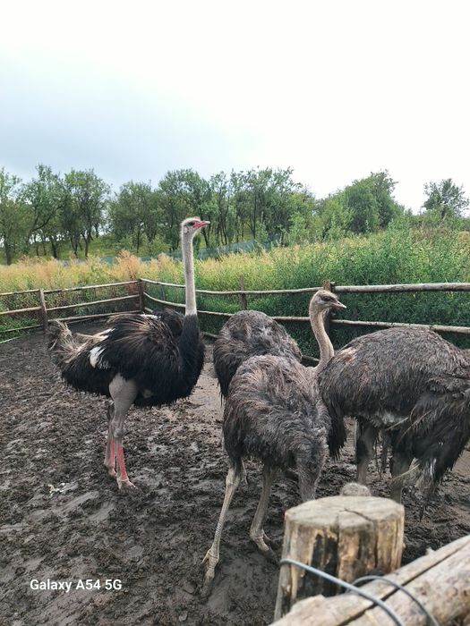 Familie de struți ouatoare de vanzare