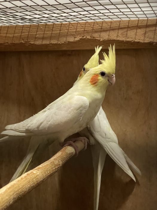 Продаются Кареллы 3 месяца. Крупные.