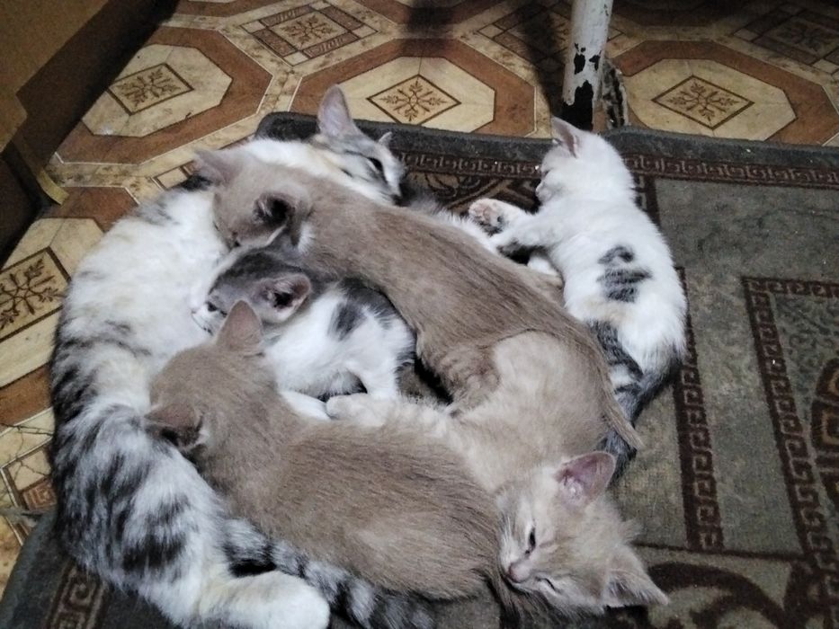 Отдам котят в хорошие руки