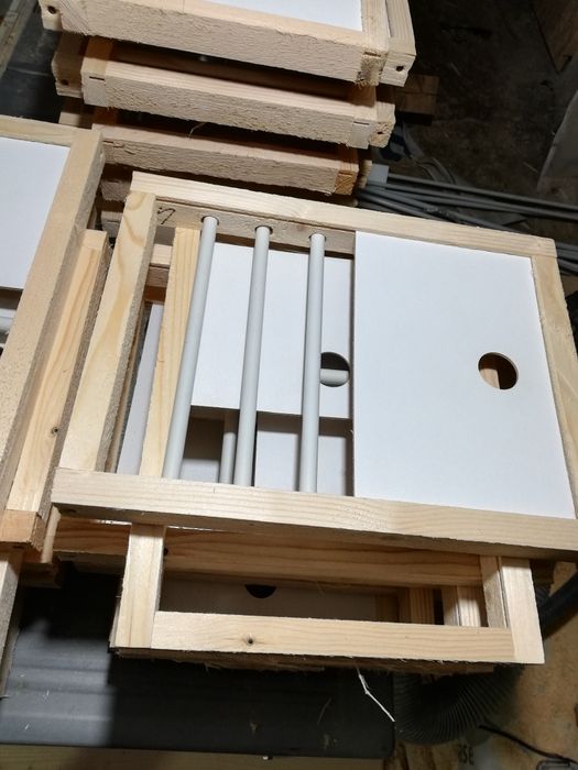 Fete de boxe porumbei