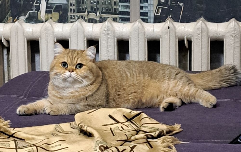 Британская короткошерстная