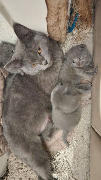 Готовиться к продаже котята