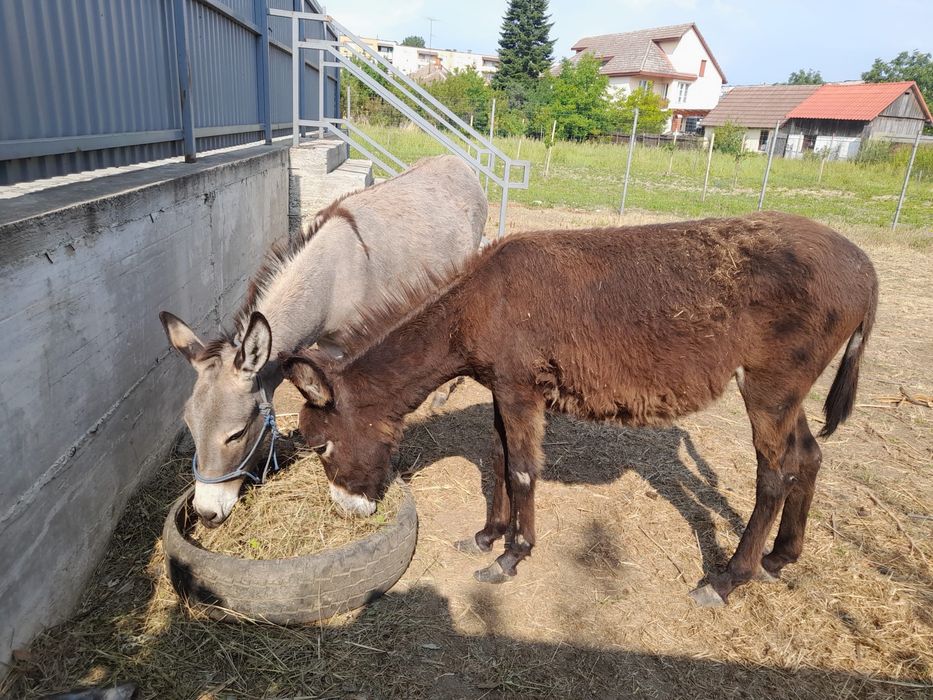 Doua Magarite disponibile / măgărițe