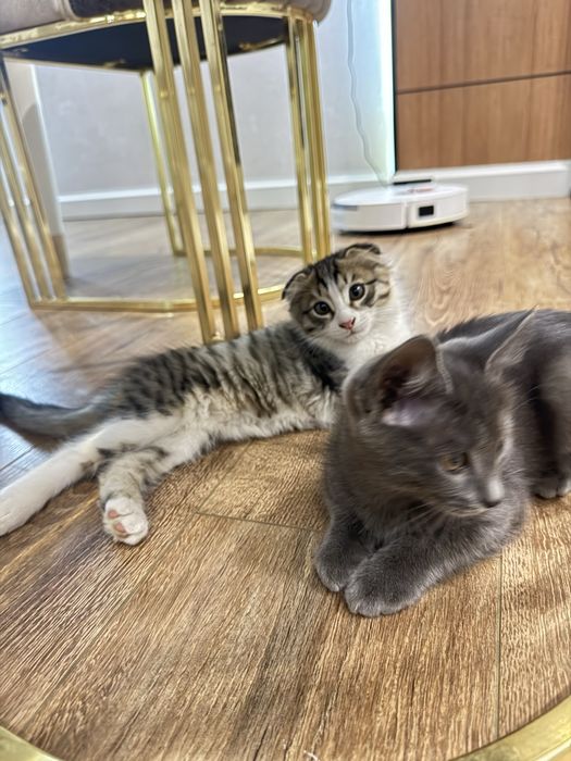 Продается вислоухий котенок