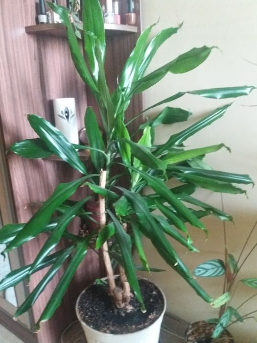 Палма Драцена и Бенджамин само лично предаване.