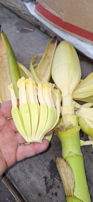 Банан палма  студоустойчив