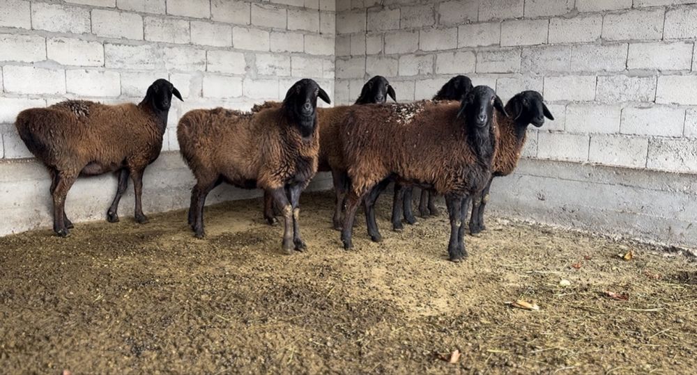 Гиссар тусактар буаз