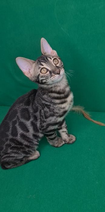 Бронь на 100% бенгальских котят