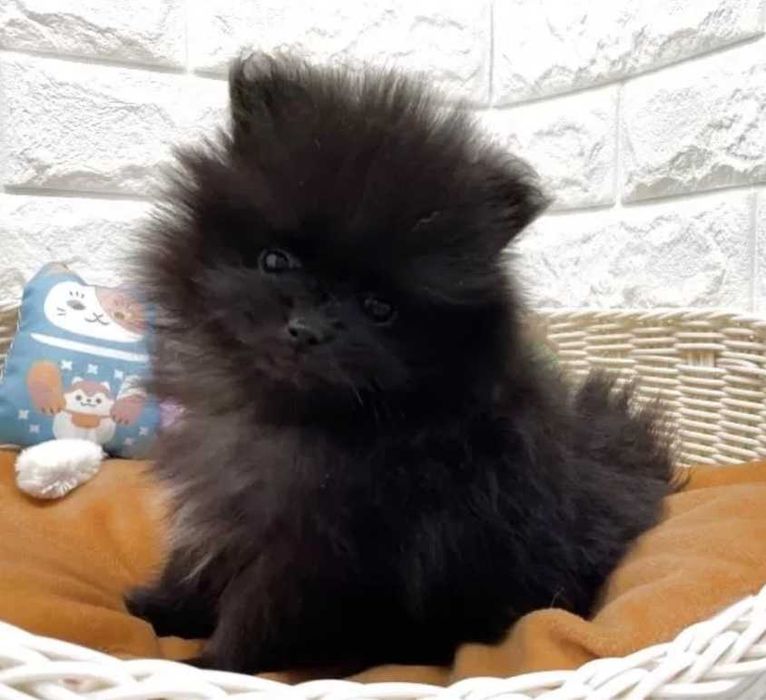 Померан мини и стандартен