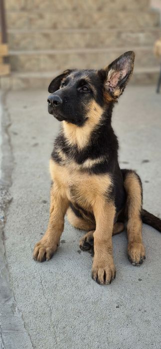 Срочно Щенок немецкой овчарки