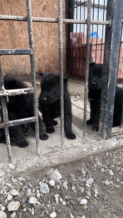 Щенки немецкий овчарки