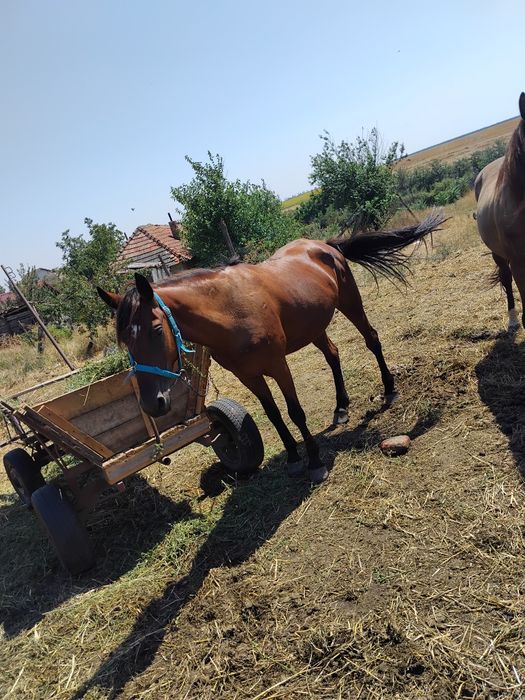 Iapa de vanzare ori ce proba