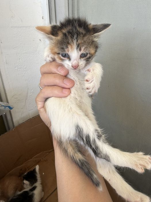 Котенки в добрые руки