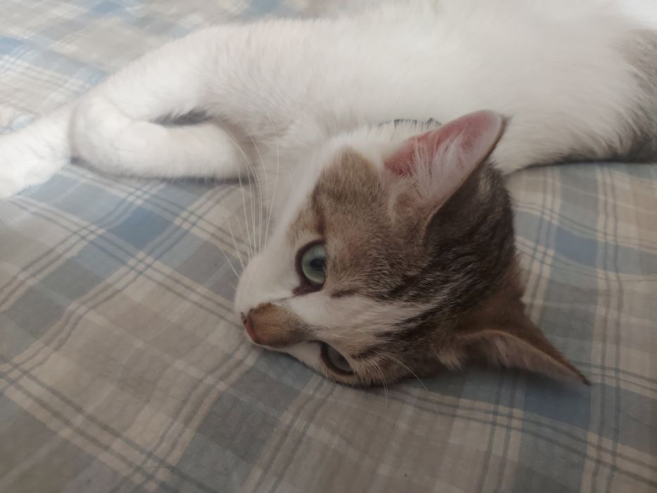 Отдам кошку в добрые руки нашла во дворе