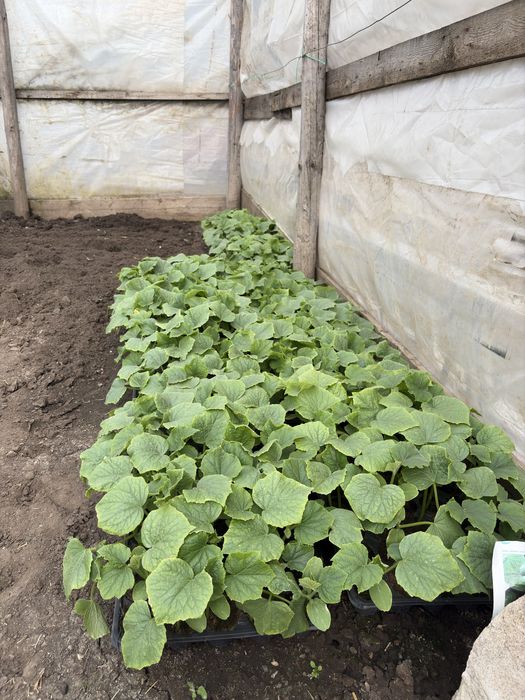 Răsaduri sănătoase de legume – pregătite pentru plantare