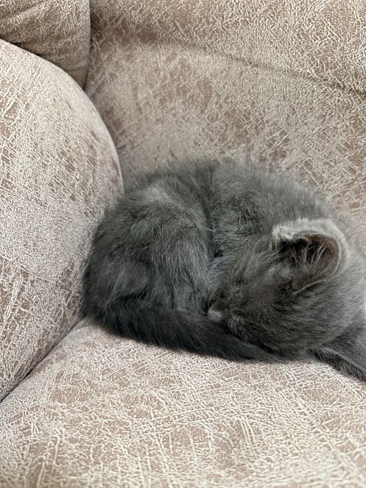 Отдам котёнка в добрые руки