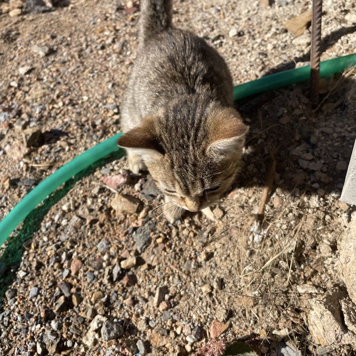 Отдам котенка в хорошие руки