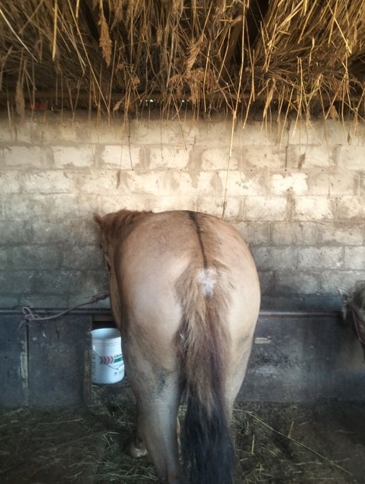 Семіз байтал сатылады