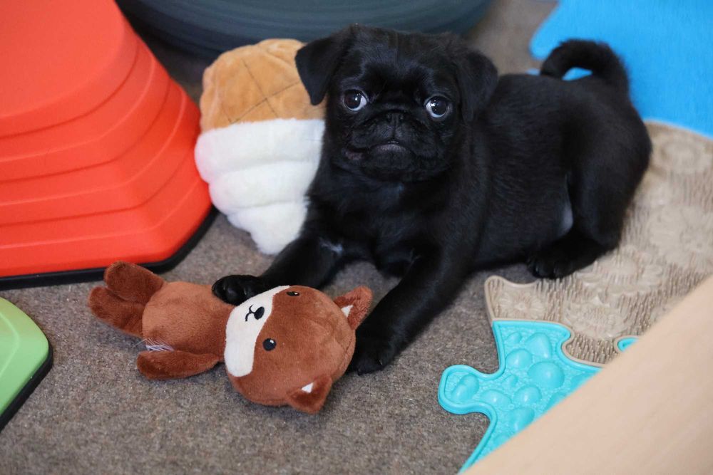 Mops Pug cu pedigree canisa Dogisland autorizata