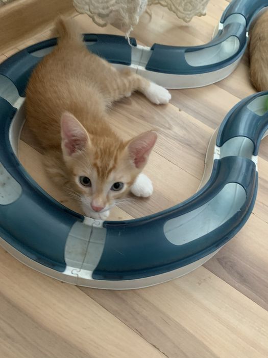 Котята. Окрас рыженькие.