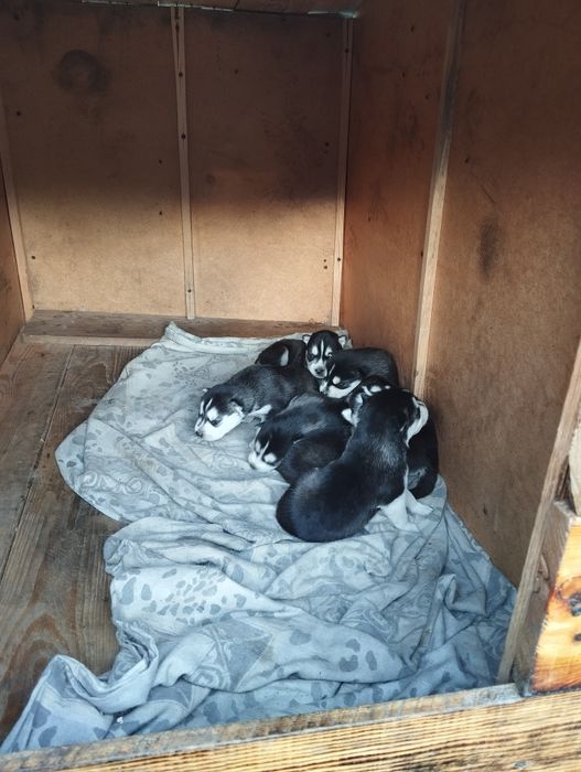 Продам щенков ХАСКИ.