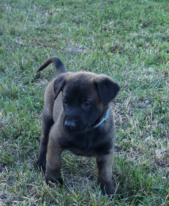 Ciobănesc belgian malinois cu pedigree