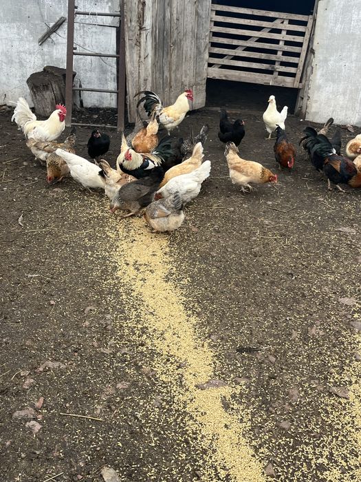 Продам домашних кур и петухов