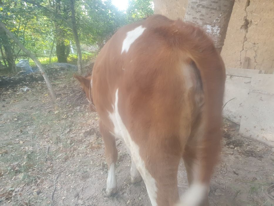 Бузоклар пародали 2 бош