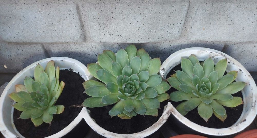 Flori Suculente Sempervivum