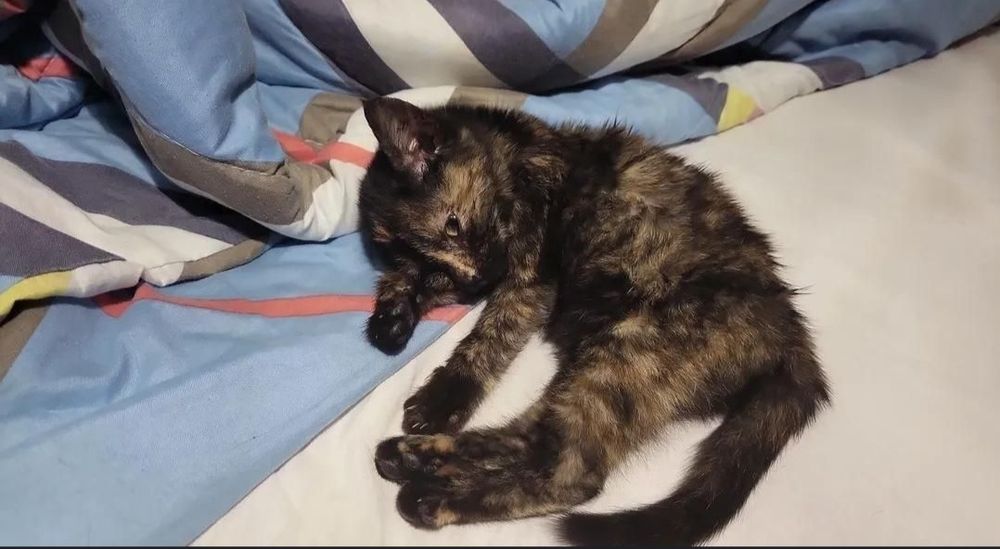 Котенок 1.5 месяца