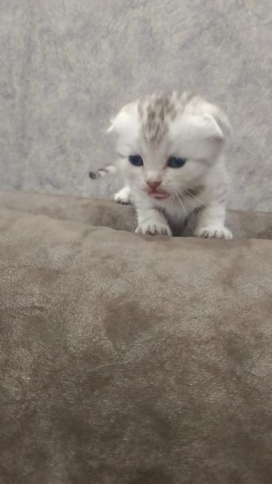 Котята скотиш фолд