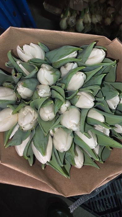 Тюльпаны оптом и розница