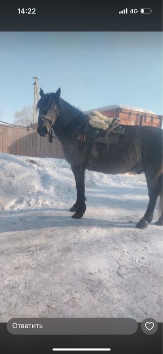 Мінгі ат сатылады