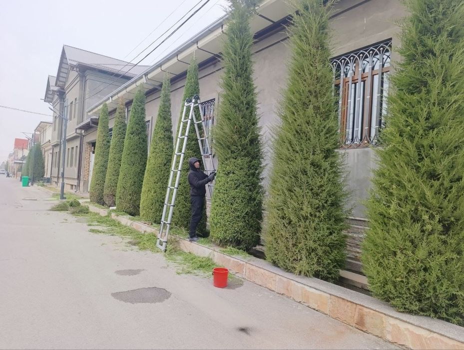 Archa kesish gazon palif xizmati