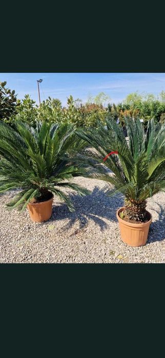 plante si seminte