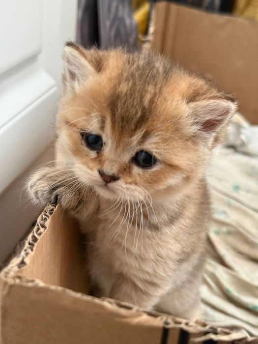 Мушукчалар скотиш фолд Нархи 100 дан 200 гача .