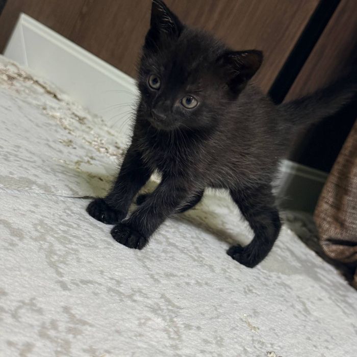 Отдам кошек в хорошую руку