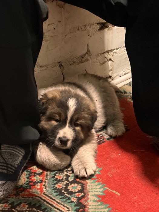 Продам щенка Кавказской овчарки
