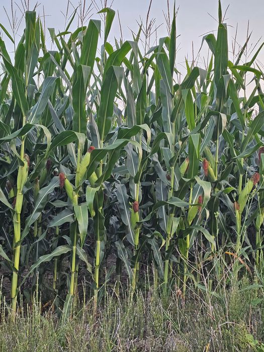 Porumb siloz -10 ha